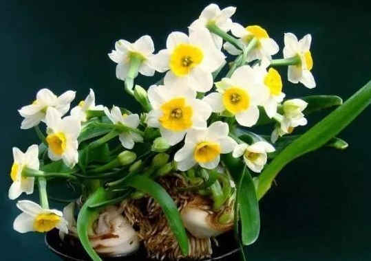 「运势」5月中旬，好运来临，4属相得贵人指点，运势大红大紫，喜事连连