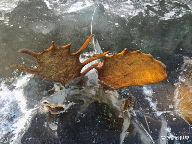 狐狸|动物惨遭冻结的22个画面，看得我全身发冷……