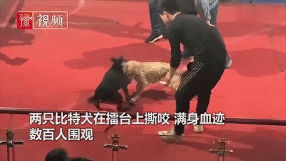 度假村藏匿残忍斗狗场，场面血腥，而上百人却在拍手叫好！