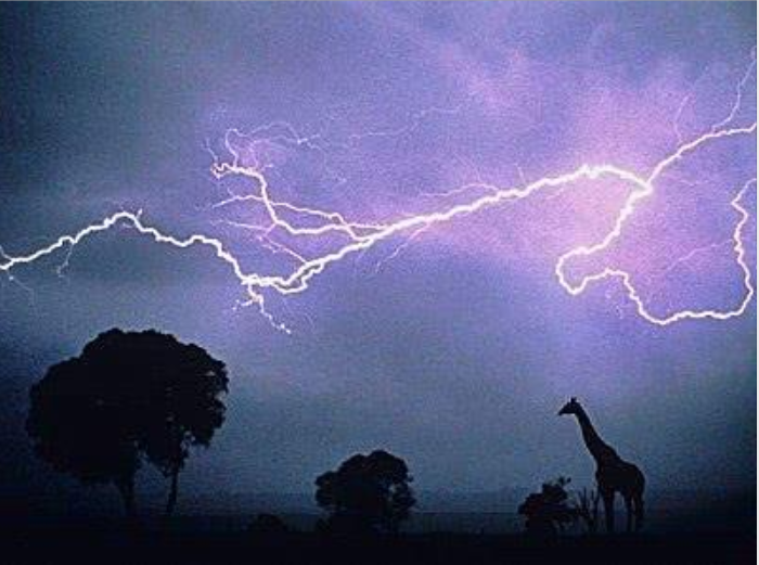 『长颈鹿』被雷电击中的倒霉动物，长颈鹿想哭，最后一位是神级幸运儿