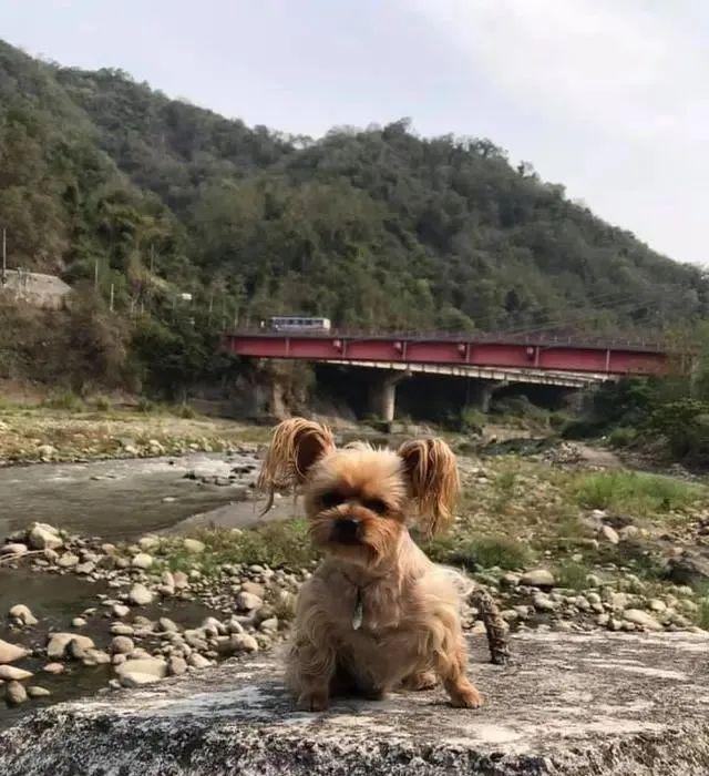 |有本事你就别回来，从反映能够看得出它是一只明白胜败的小狗！