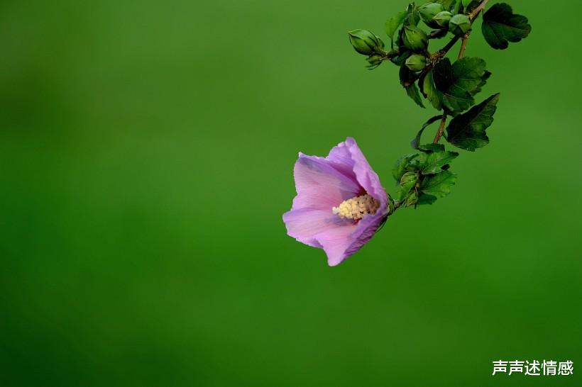 『生肖』下个月,桃花就位,将前缘变良缘,旧爱回首变挚爱的四大生肖