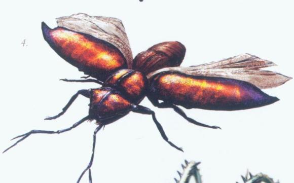 『仰泳』骷髅岛生物设定 昆虫篇