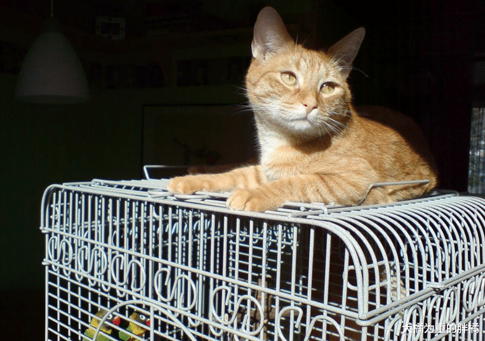 给猫咪准备笼子的4个好处，再是室内喂养，总有带猫出去的时候吧