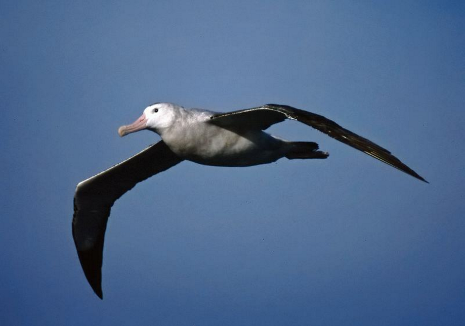 科学家▲当老鼠没了天敌，它们会有多嚣张？戈夫岛上的海鸟快被吃光了