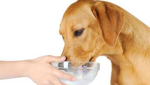 狗狗可不可以长期喝宠物羊奶粉？让小编告诉你吧