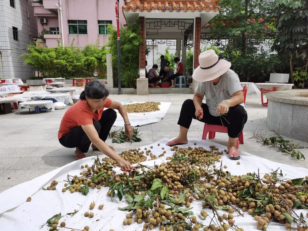 ＂原＂厚街发布|最近，厚街上空都飘着这三个字：晒龙眼！