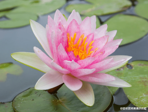 『吉星』未来30天，4属相吉星照命，财富源源不断，事业爱情双丰收