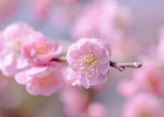 2020年事业步步高升，财源广进，富贵多金，大展宏图的3生肖