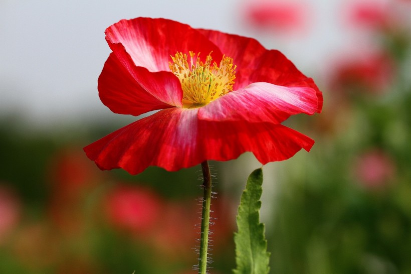 生肖▲7月初，姻缘来临命定相遇，千帆过尽，收获美满姻缘的四大生肖