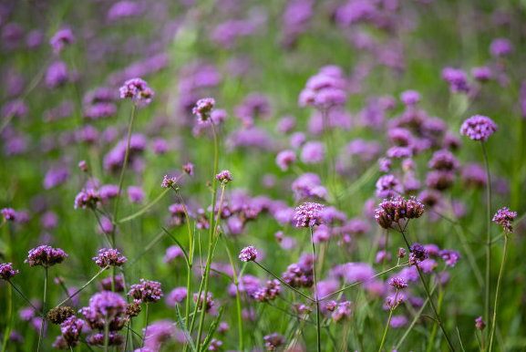生肖:踏入5月中下旬,4生肖属相吉星映照,运势如虹,贵人相助八方来助,生活璀璨