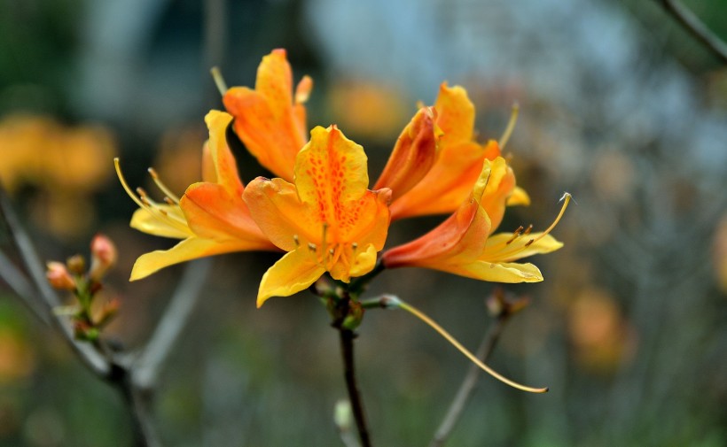 生肖@6月下旬，姻缘如约而至，往后余生，和心上人走完余生的四大生肖