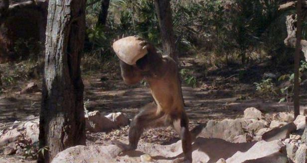 石器时代|人类霸主地位将不保？另一种文明开始萌芽，如今处于石器时代