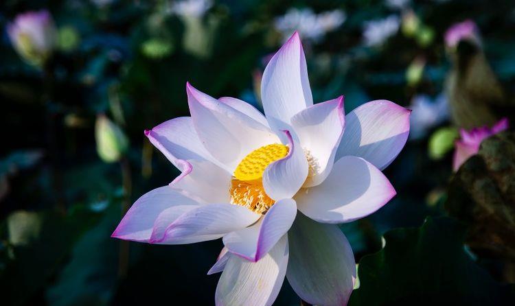 运势|10月开始，运势回升，贵人相助，事业步步高升的四大生肖