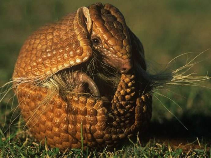 #犰狳#世界上最凶狠的动物,刀枪不入子弹都不怕,人类也对它无可奈何