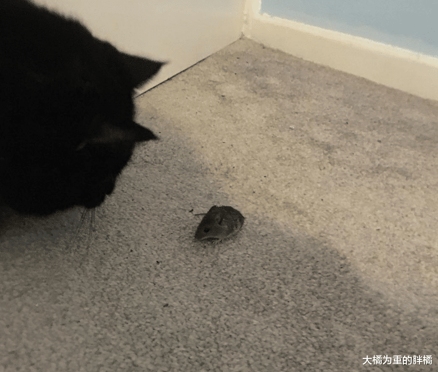 猫咪常常给主人送礼，送完老鼠虫子再送叶子，如今却还得主人掏钱