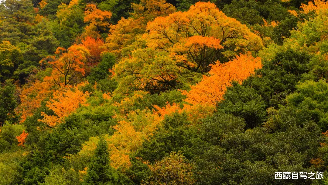 川西|深秋酝酿的五彩斑斓，全在川西晕染开了！