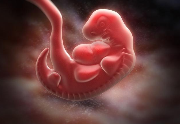 |为什么在进化的过程中,人类的尾巴消失了?看完不敢相信