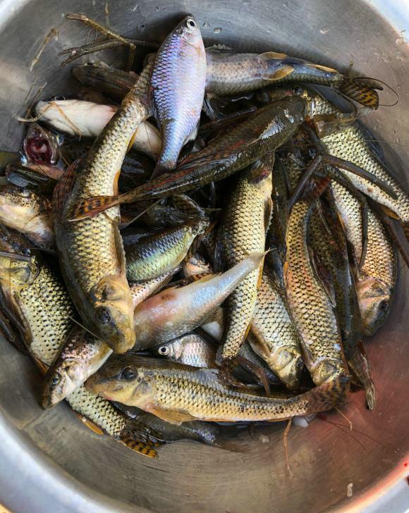 苏州|船钉子?苏州河道一种“麻花鱼”泛滥,太湖洪水冲来?