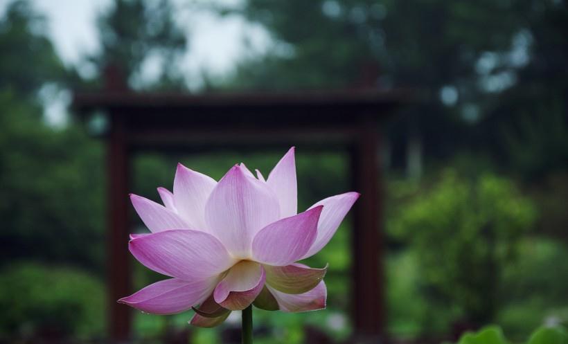 生肖|8月处处遇贵人，佛祖保佑，观音送福，好运到来天上贵人生肖