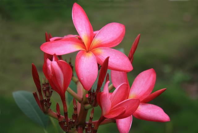 绝情:这3个生肖女,攒不住钱总喊不够花,希望没有你