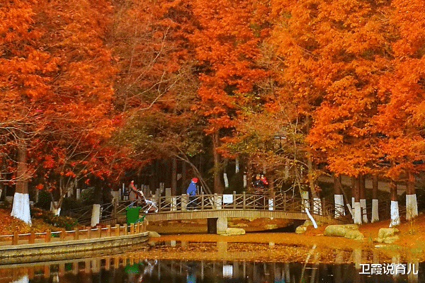 青岛市|青岛一公园走红，环境优美游客众多，不收门票吸粉无数