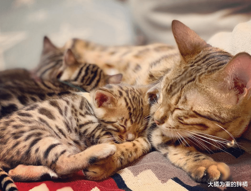 孟加拉猫养了个“小老公”，陪它长大还为它生3只小猫，喵生赢家