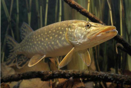 食人鱼|谁说我国没有猛鱼?寿命200岁、体重近百斤,食人鱼根本不是对手