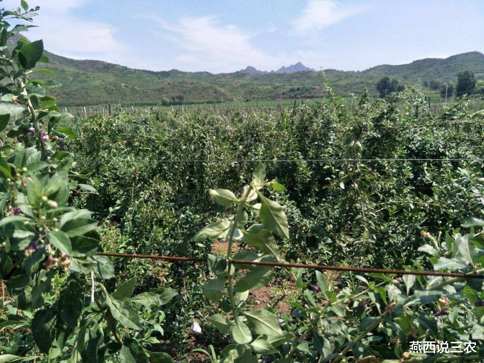 枸杞|因富含花青素被炒到上百元,如今价格一落千丈,农民:本都没回来