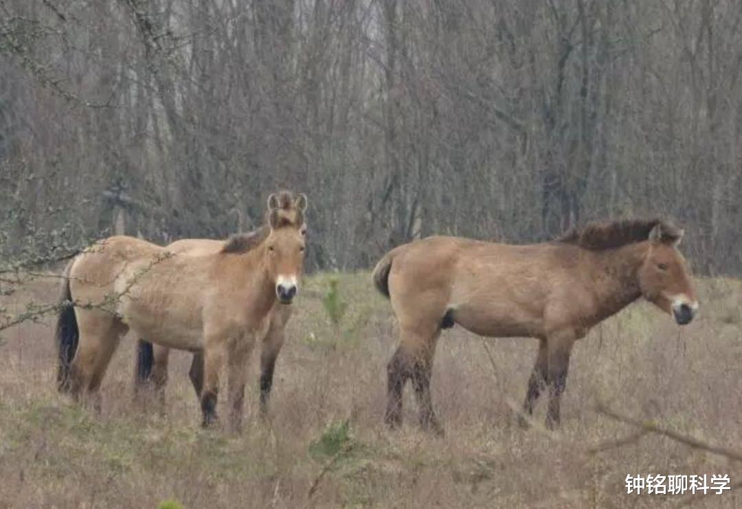 核辐射@从切尔诺贝利逃出了一只“变异狼”,它会对世界产生什么样威胁?