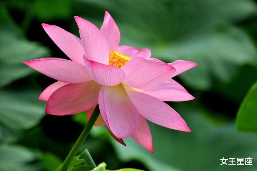 『运势』6月18号运势红火，情场得意，有望脱单的三大生肖！