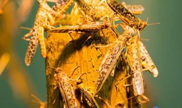 #科学家#2020年灾难频发,霍金预言实现,将波及75亿人生存!