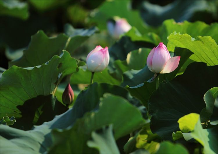 运势|9月25号起，运势一级棒，事业发达，好运不断财进门的4大生肖！