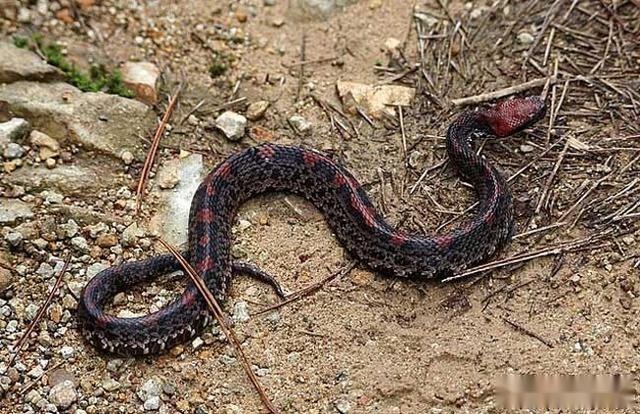 「毒蛇」有毒蛇和无毒蛇的主要区别有哪些？看了后人人都识有毒蛇