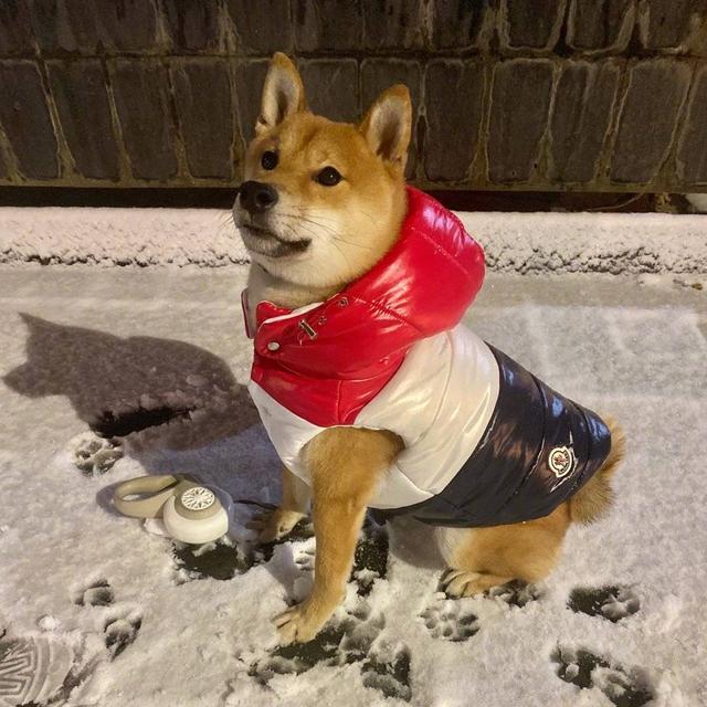 「王珞丹」王珞丹后悔养瓢哥,询问这货能退吗?何炅大呼心疼她三秒,节目组:概不售后!