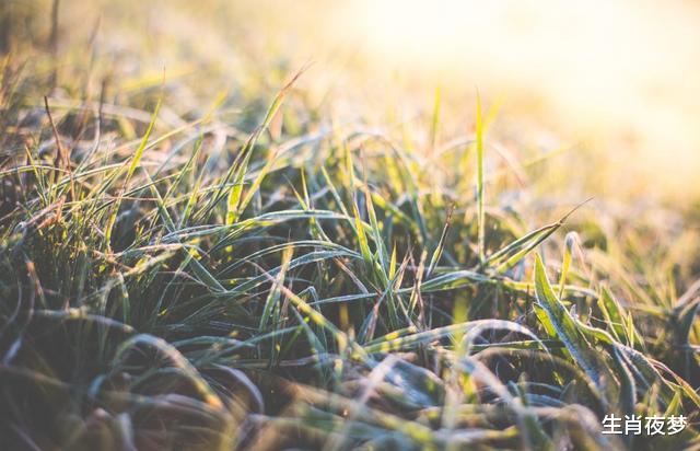 『生肖』6月,逃不出深情,躲不过旧情人爱护,3生肖牵手旧爱,一往情深