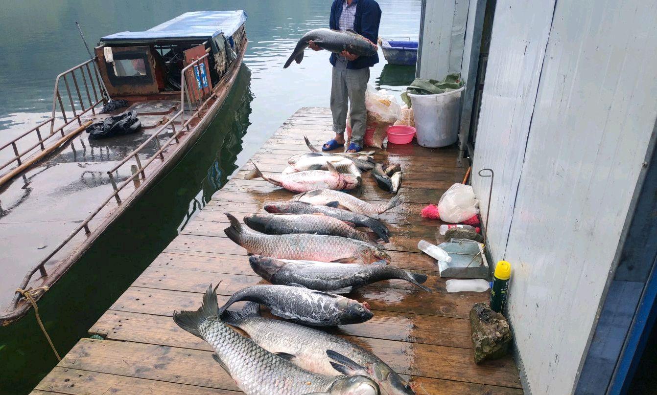 红水河|红水河守钓10天,鱼获500多斤全带走,引网友吐槽:太贪心