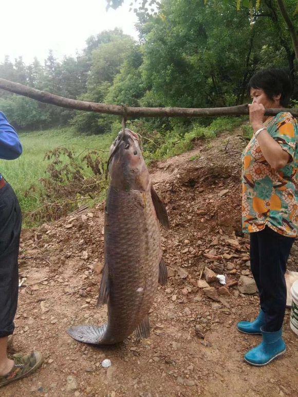 溺水@水库泄洪,几十斤的大鱼被冲出,百名钓友下河捡鱼