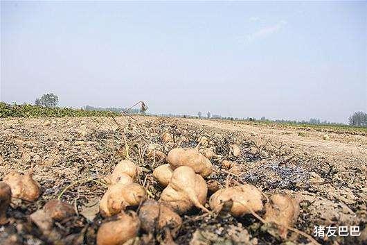 ##产地20万斤卖不动，爱心价1.5元一斤，农民：眼瞅要烂掉，该咋办