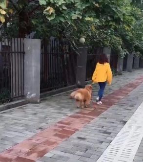金毛不想回家，美女气得丢下绳子离开，金毛：我不是人，但你真的是狗