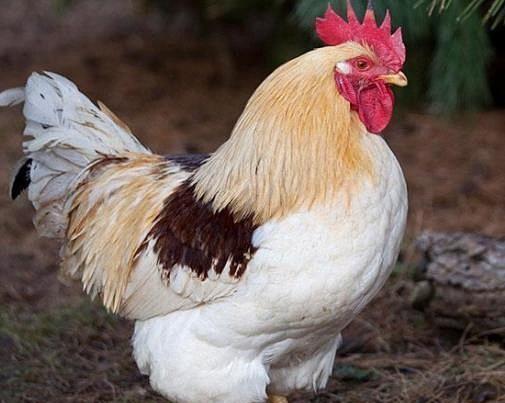 补品▲鸡身上最脏的三个部位, 很多人还傻傻不清楚, 当成补品吃!