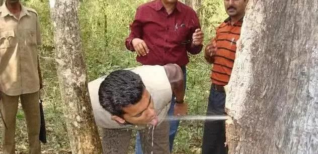 「干旱」沙漠里的“生命之树”，能存2吨水，移植到我国就却成了这样！