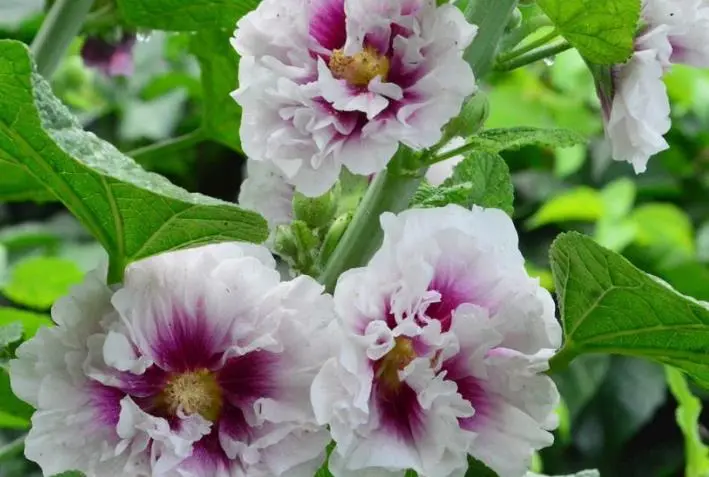 运势|11月开始吉星当头，财源滚滚，日子越来越顺的生肖