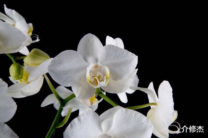 生肖:7月上旬,桃花缠身,异性缘极好,爱情来的很及时的四大生肖