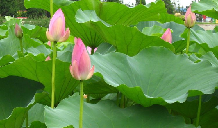 生肖|最不会伺候人的三生肖女，天生不喜欢做饭做家务，还被丈夫宠上天