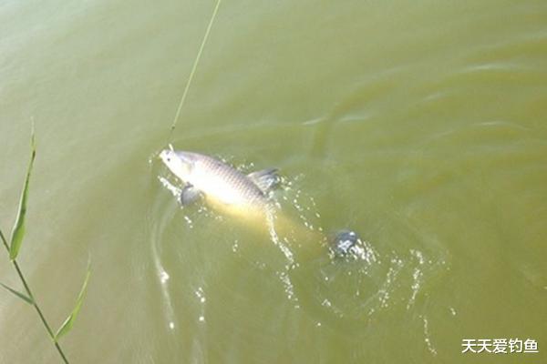 「」钓鱼调漂技巧：调平水是最简单的调漂方法，最适合野钓使用！