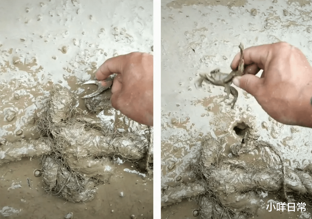 农村奇闻|老婆跟我说这是蚊子咬的，现在的蚊子这么猖獗了？