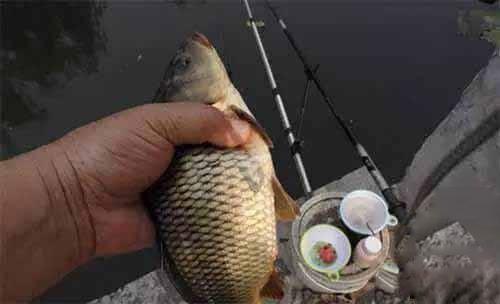 『玉米』钓鱼：气温高于15℃时，鲤鱼的食性有什么规律、变化？