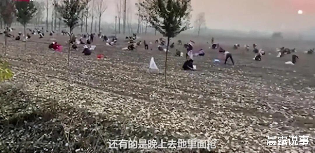 晨露说事|“啥都抢”，中国农民会害死多少创业者？