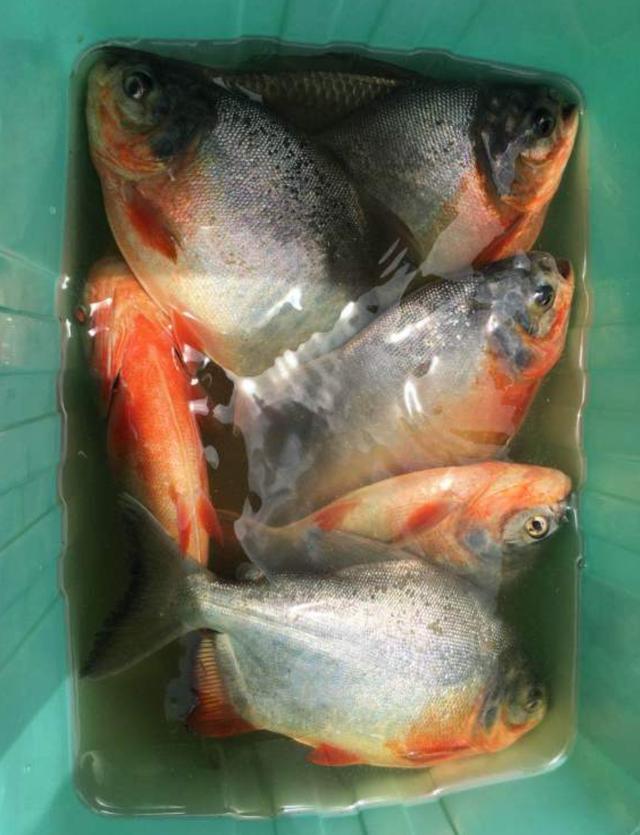 食人鱼|安徽巢湖，成群“食人鱼”在湖边树林游荡，钓鱼人蜂拥而至